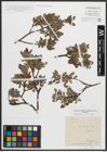 Foto von Salix arbuscula L.